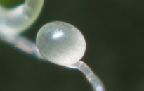 A. andersoni egg